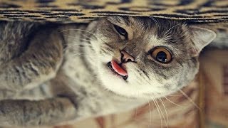 Try Not To Laugh - Funny cat, dog video Compilation 2017 by Funny Cat and Dog 36,509 views 7 years ago 10 minutes, 23 seconds