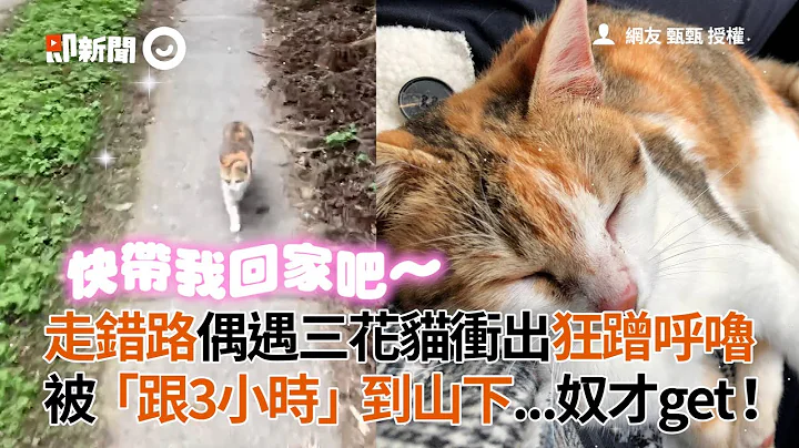 走路突遇三花猫冲出狂蹭！ 狂跟3小时后...奴才get❤｜宠物动物｜流浪猫｜精选影片 - 天天要闻