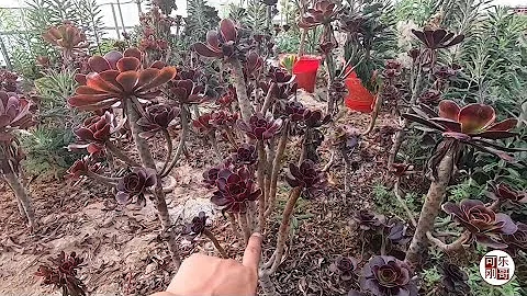 法師多肉植物夏天到底是什麽樣子？休眠期來了，不壹樣的美！ - 天天要聞
