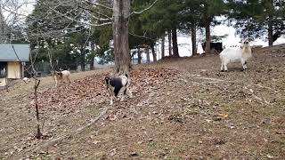 Goats in East Tennessee