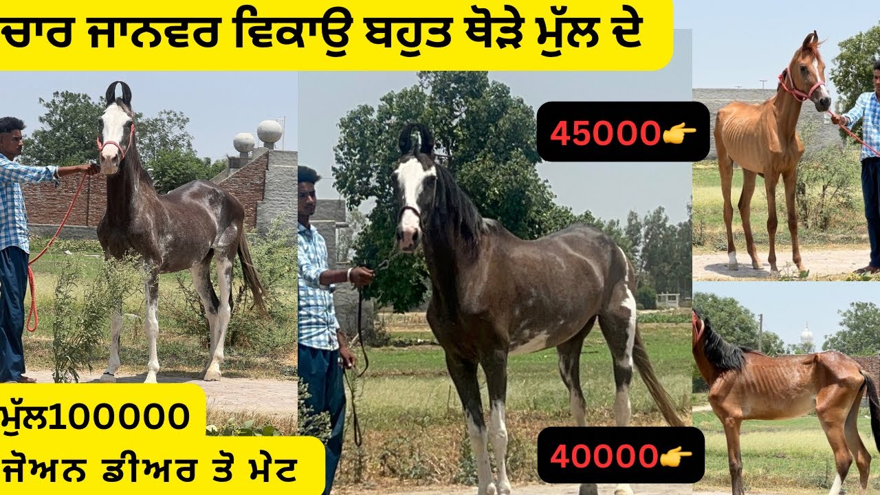ਚਾਰ ਜਾਨਵਰ ਵਿਕਾਉ ਮੁੱਲ ਵੀ ਹਜਾਰਾ ਚ ਸਸਤੇ ਭਾਅ ਦੇ /mare for sale/horse for sale #shonkibande1110
