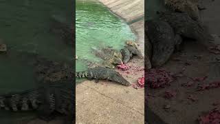 Feeding Frozen chicken to Crocodiles