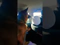 The Journey of a Dog Named Hummer. #elya #fantik #hummer