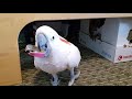 Cockatoo Going To The Vet 2019 Version
