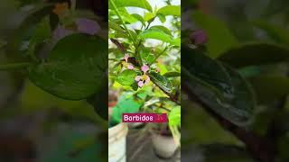 Growing Barbados Cherry: Tips and Tricks in upcoming video #nature #terracegardens