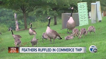 Feathers ruffled in Commerce Township