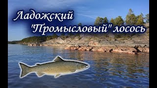 Ладожский промысел. Лосось. Русская Рыбалка.