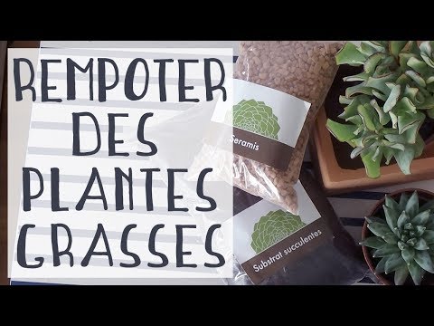 Vidéo: Terre de rempotage DIY pour plantes succulentes – Fabriquer votre propre milieu de culture pour plantes succulentes