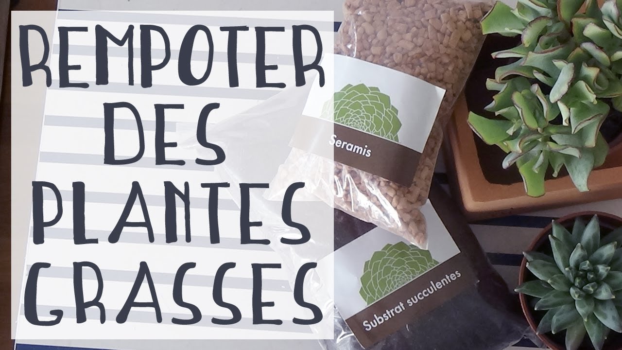 Comment planter des succulentes en pleine terre ? - Wepot