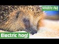 Poor hedgehog gets stuck on electric fence!