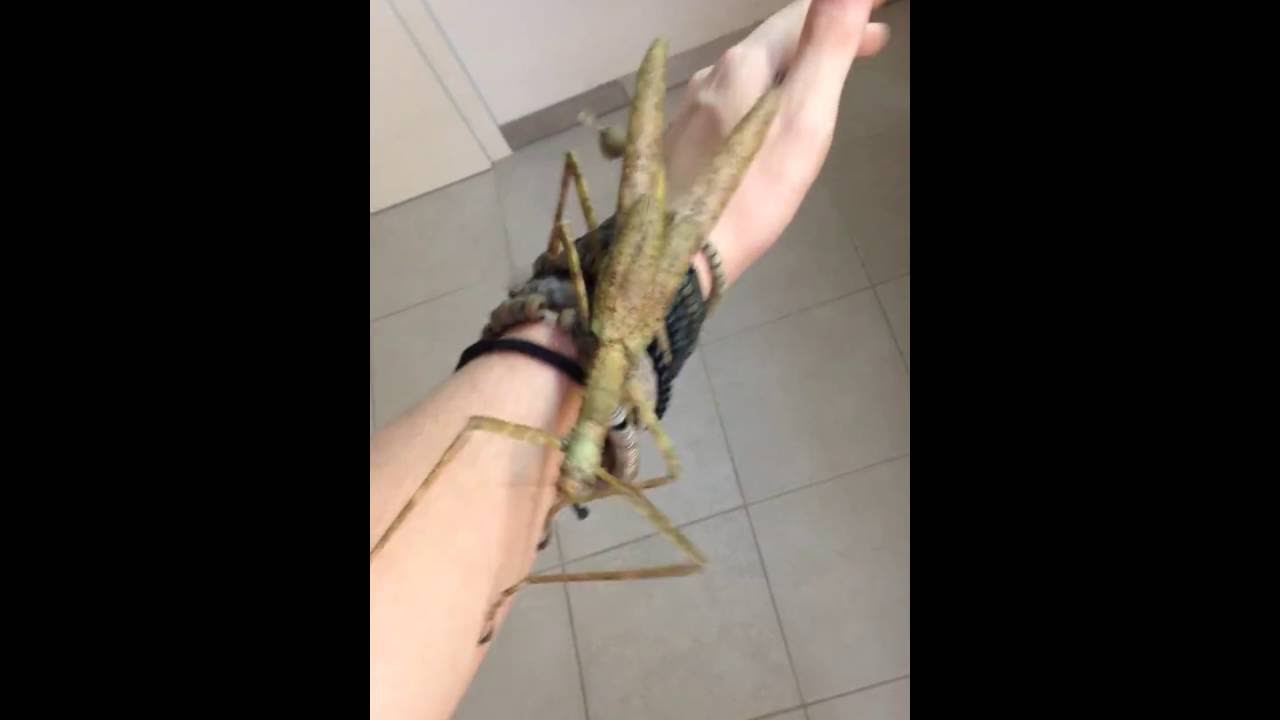 Giant Stick Insect