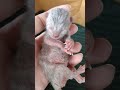 Tiny Newborn Kitten Sleeping