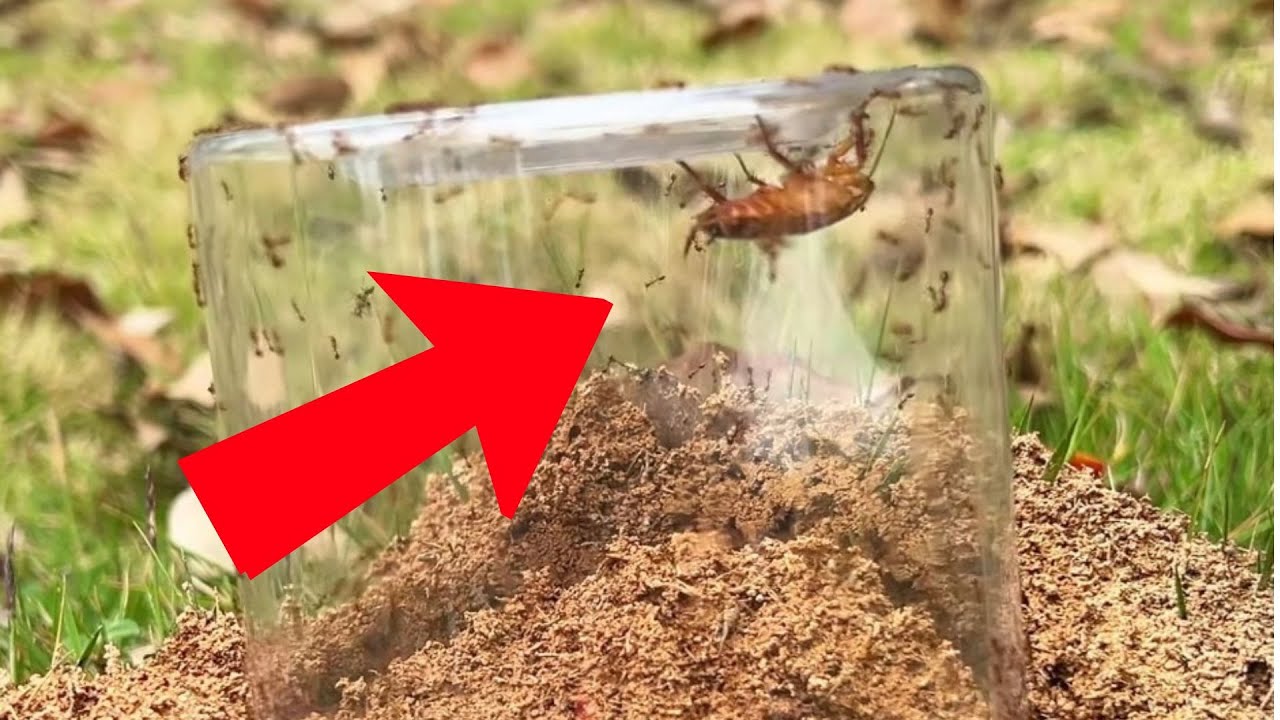 What happens when a cockroach collides with a colony of fire ants ...