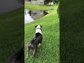 How my dog behaves when I take him to the pond