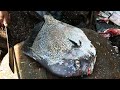 Live Giant Fish Cutting and Scaling in Asia s Largest market