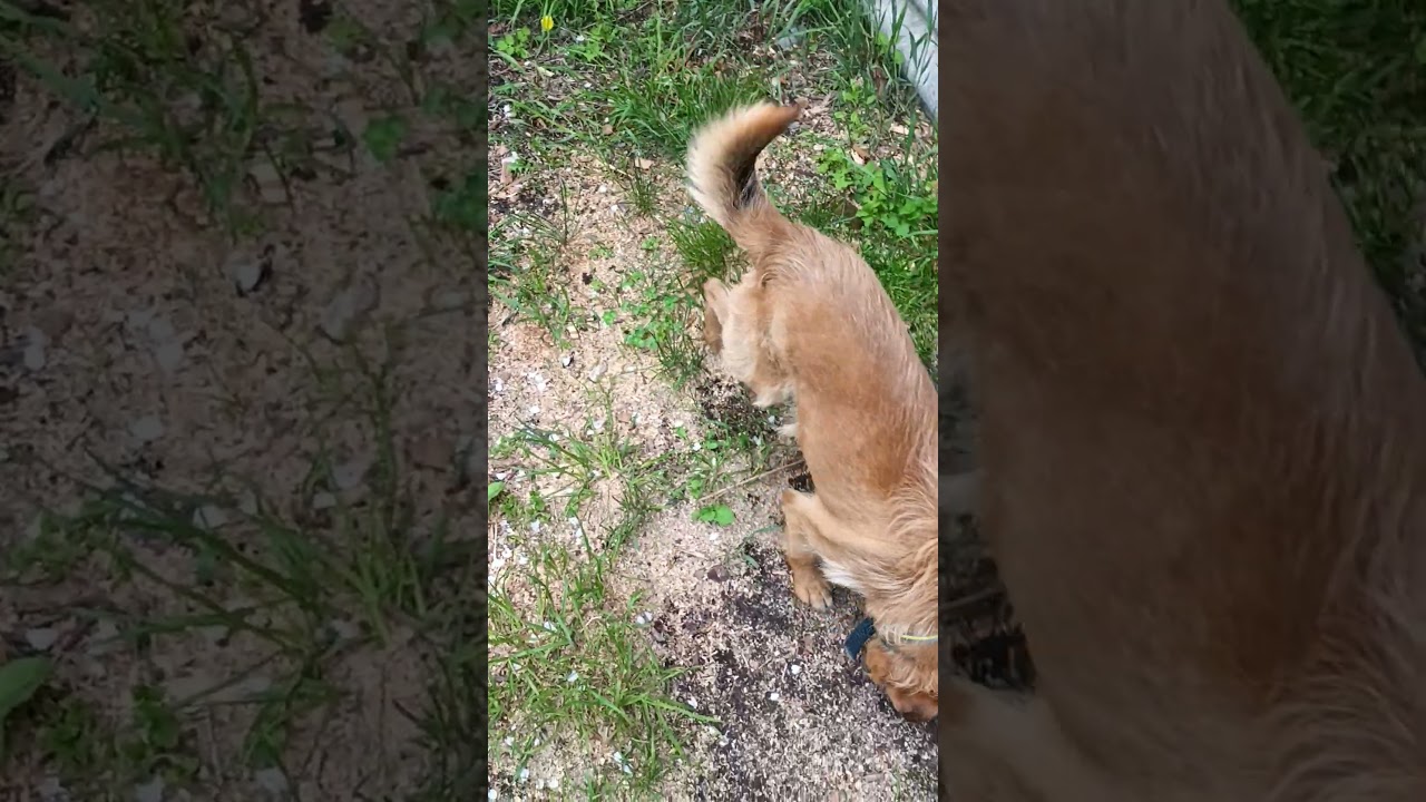Gavster is standing outside the barn 