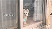 Amazon 犬 ライオン 感動 Cm ゴールデンレトリバー Youtube