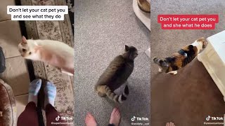 Don&#39;t let your Cat Pet you and See what it does! * Extremely funny*