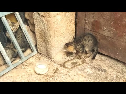 Γάτα εξοντώνει φίδι στο Ναύπλιο