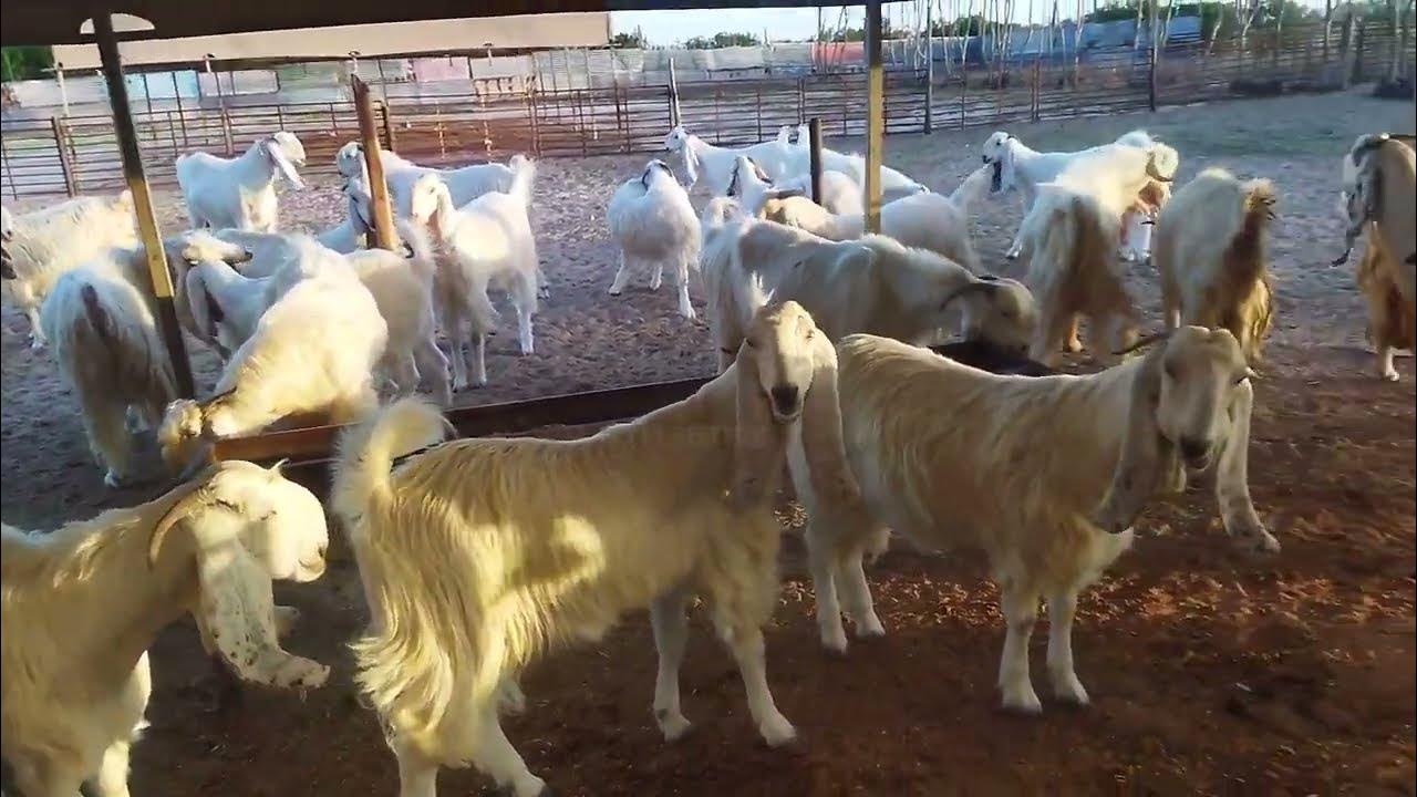 4 Biggest Goat Farm In Kuwait 4-biggest-goat-farm-in-kuwait