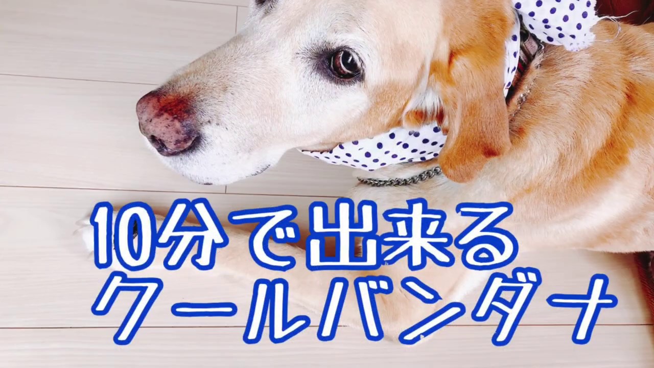 犬グッズ動画 大型犬用 クールバンダナ Youtube