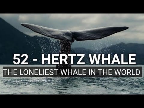 THE 52 HERTZ WHALE THE LONELIEST WHALE IN THE WORLD 