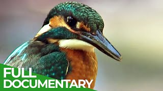 Kingfisher  The Hunt for Germany's Flying Diamond | Free Documentary Nature