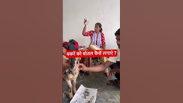 Intravenous injection in goat l dr Umar khan