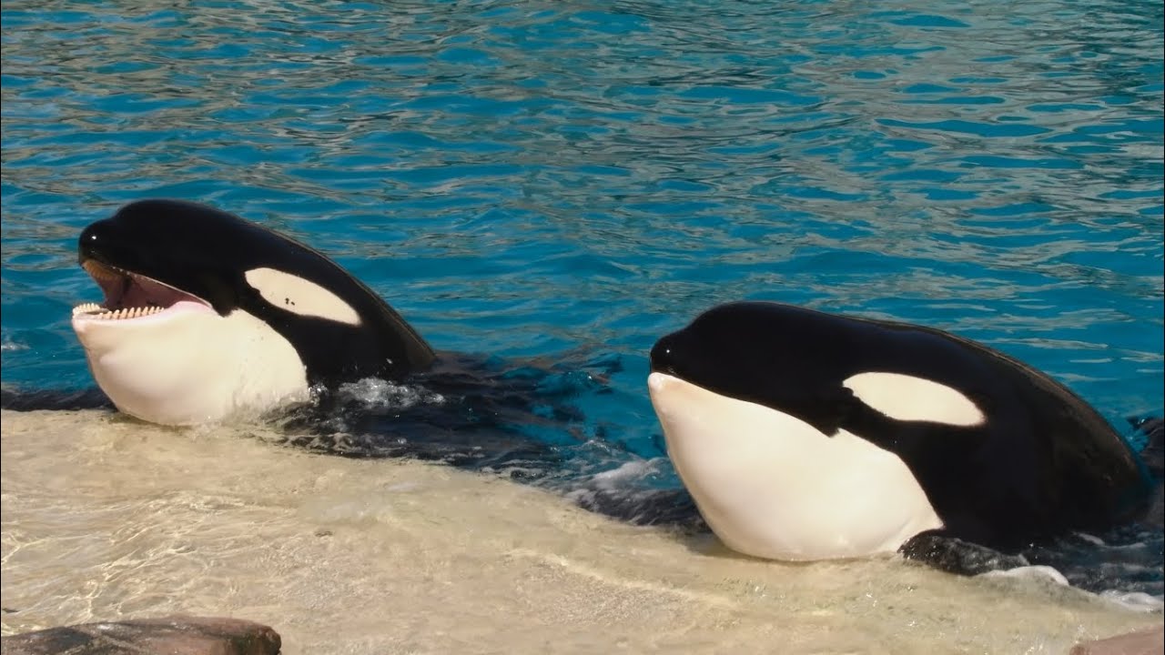 Orca Encounter (6 Orcas- Full Show) at SeaWorld San Diego February 9, 2026 at 12:00 PM