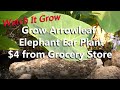 Grow 4 arrowleaf elephant ear plant  malanga root from grocery store  xanthosoma sagittifolium