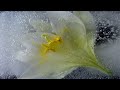 ЗАМЕРЗШИЕ ЦВЕТЫ..FROZEN FLOWERS