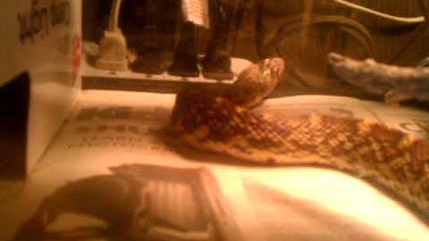 Gopher snake eating mice