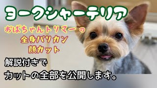 【ヨーキー】全身バリカンと顔カットを全部ノーカットで録画しました。