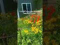 The yard is looking beautiful! #flowers #flowerbeds #blooming #garden #beautiful #flowergarden