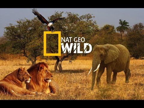 Nat Geo Wild. Мир Документальных Фильмов