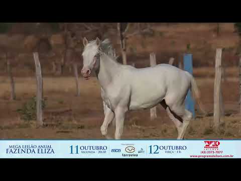 lote 1004 - EQ SNOW SWEET LIDER