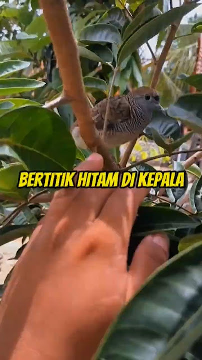 Burung Langka Bertitik Hitam Di Kepalanya #perkututlokal #burunganeh #burunglangka #misteriburung