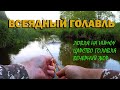 Всеядный голавль. Ловля голавля на нимфу. Вечерний жор рыбы.