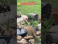 #squirrel #ardillas #ardillastraviesas #ardilla #ponds #animals #animalshorts #animal #animales