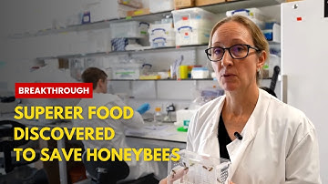 Oxford Scientists Create Superfood to Save Honeybees | Breakthrough in Pollination & Agriculture