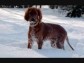 Все породы собак.Ирландский сеттер (Irish Setter)