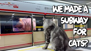 Download Lagu Ik heb een Subway voor mijn katten gemaakt! MP3 Download Lagu Ik heb een Subway voor mijn katten gemaakt! MP3