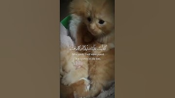 سورة النمل #cat #قطط #اكسبلور #قرآن #قران_كريم #صلوا_على_النبي