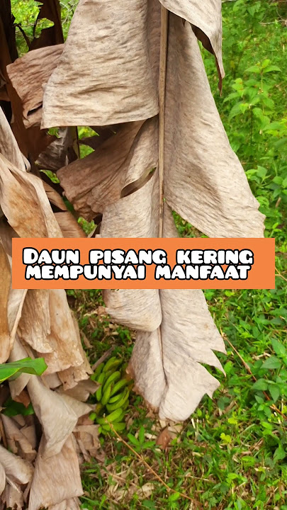 MANFAAT DAUN PISANG KERING UNTUK KESEHATAN #shorts