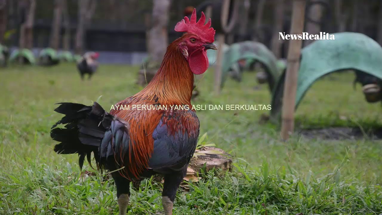 Ciri ciri Ayam Peru yang Asli dan Berkualitas YouTube