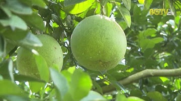 Bưởi da xanh Lục Ngạn tiêu thụ thuận lợi đầu vụ