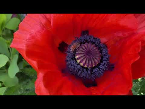 Video: Milloin papaver orientale kylvetään?