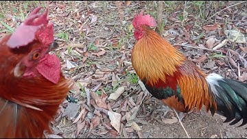 cuab qaib qug tuaj zoo heev qaib dib swb qaib qug lawm