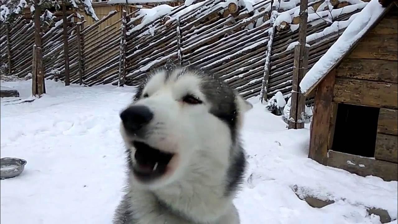 Хаски поет. Хаски поет видео. Как поют хаски. Хаски поет видео ютуб. Хаски ай