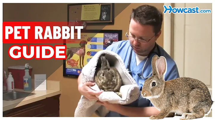 Pet Rabbit Guide
